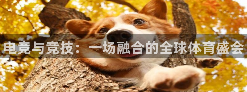 完美电竞对战